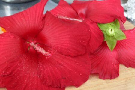 Premium Hibiscus Leaves – Natural & Refreshing Herbal Tea (kg)